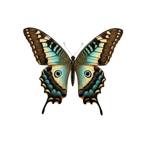 Royal Nefertiti Butterfly